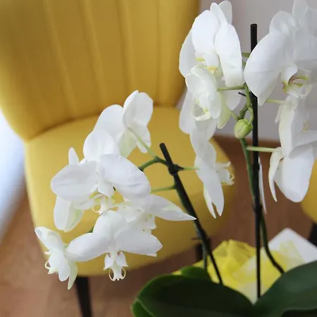 Al Sa Di Te 3* Udine